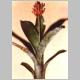 Aechmea_fulgens.jpg