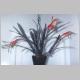 Billbergia_sp_01_Caraca.jpg