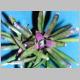 Neoregelia_burle-marxii.jpg