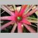 Neoregelia_sp_Sal.jpg