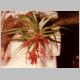 Tillandsia_geminiflora.jpg