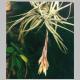 Tillandsia_sp_Itacarambi.jpg