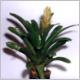 Vriesea_pallidiflora.jpg